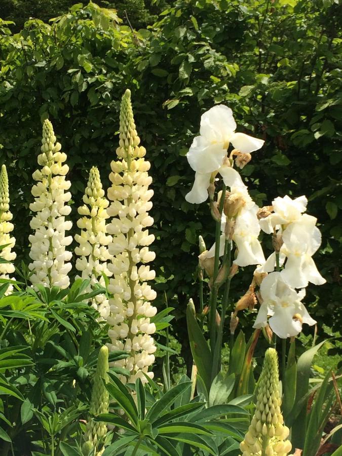 Gite "Cote Jardin" Vannecrocq Zewnętrze zdjęcie