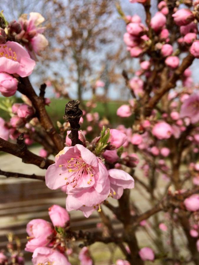 Gite "Cote Jardin" Vannecrocq Zewnętrze zdjęcie